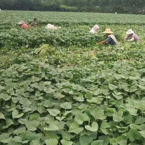 龙薯九大田苗，28至30公分左右，成活率高，包回收