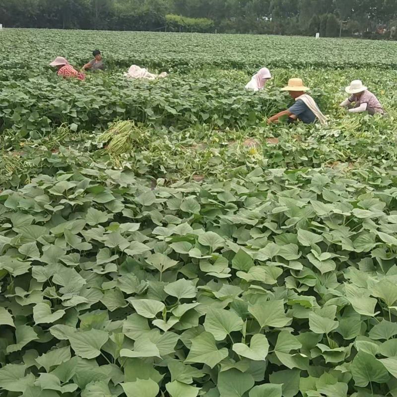 龙薯九大田苗，28至30公分左右，成活率高，包回收