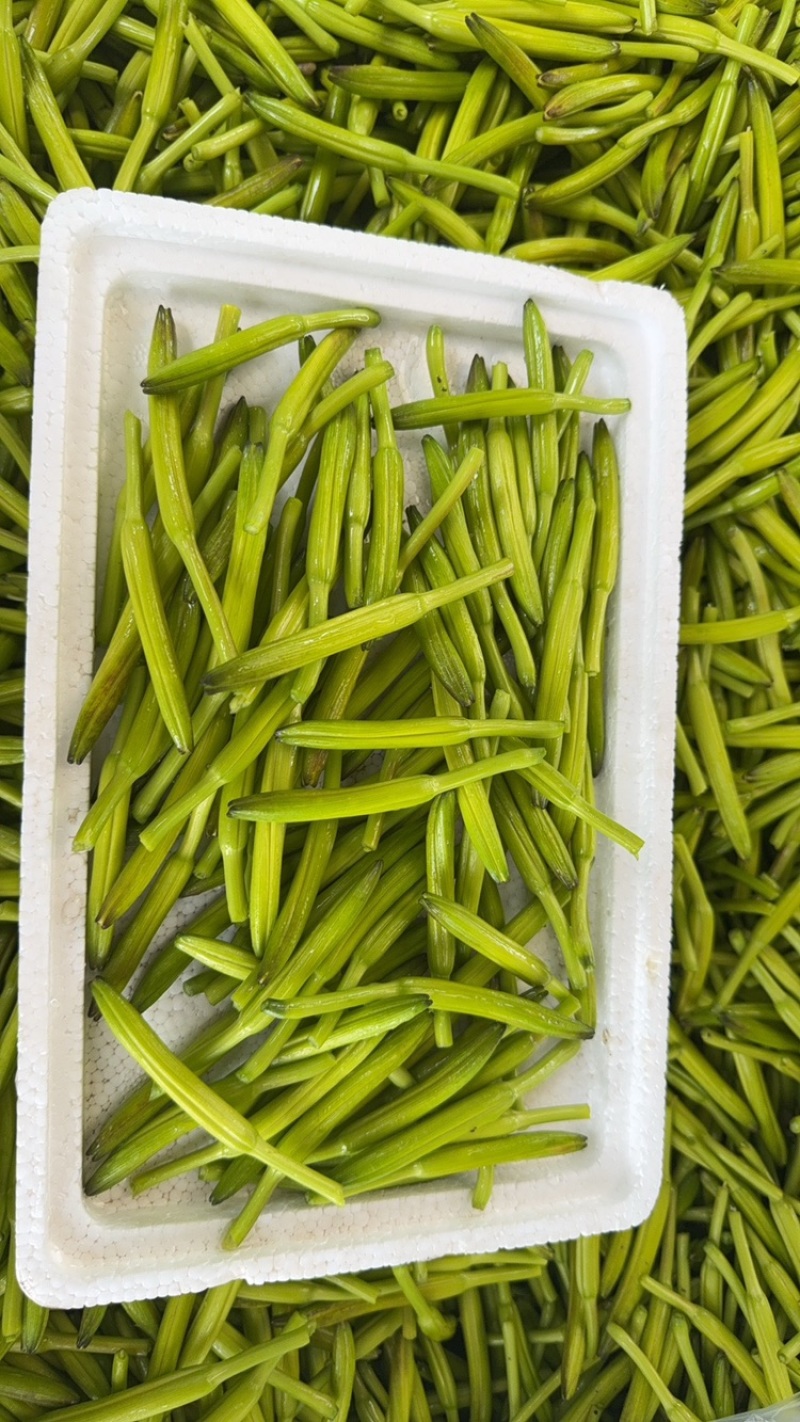 黄花菜新鲜黄花菜农场种植现采现发品质保障
