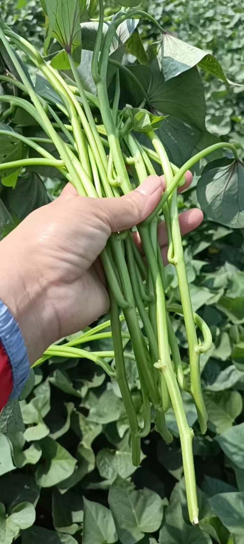 龙薯九大田苗，28至30公分左右，成活率高，包回收