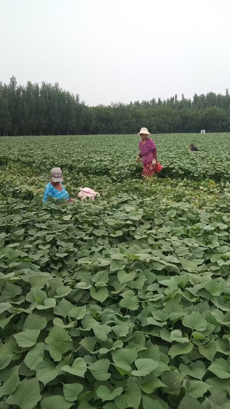 龙薯九大田苗，28至30公分左右，成活率高，包回收