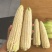 甜糯玉米