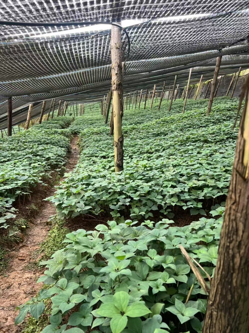 滇重楼优质苗大量有货