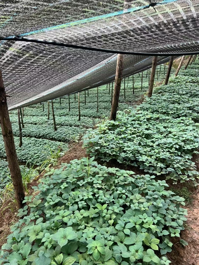 滇重楼优质苗大量有货