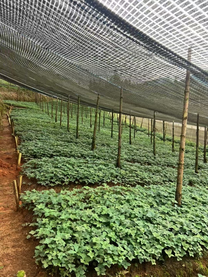 滇重楼优质苗大量有货