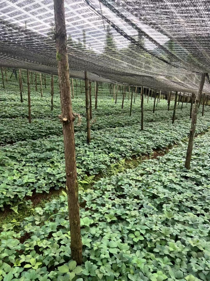 滇重楼优质苗大量有货