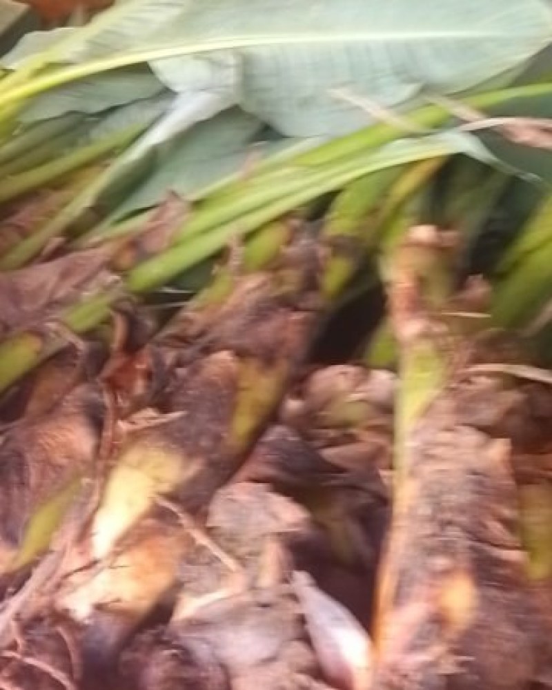 云南地涌金莲花卉盆景可地栽盆栽好看可盆景观花佛莲地涌金莲带根