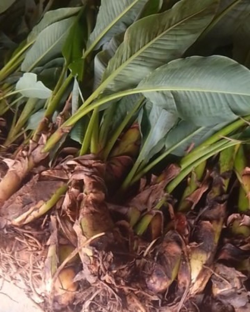 云南地涌金莲花卉盆景可地栽盆栽好看可盆景观花佛莲地涌金莲带根