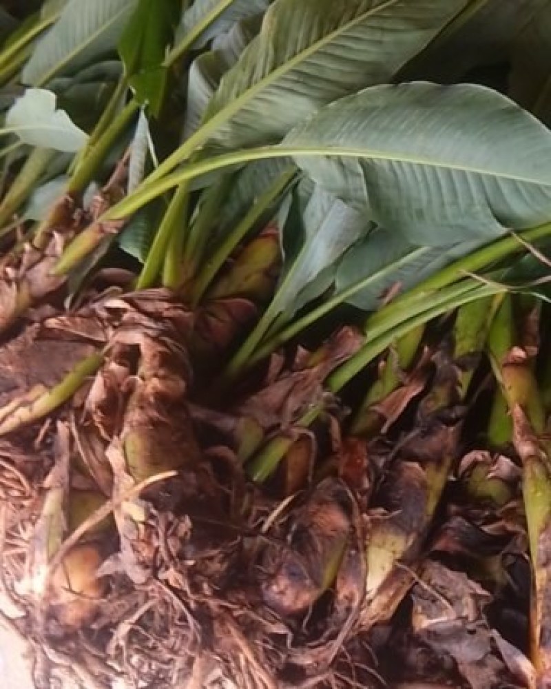 云南地涌金莲花卉盆景可地栽盆栽好看可盆景观花佛莲地涌金莲带根