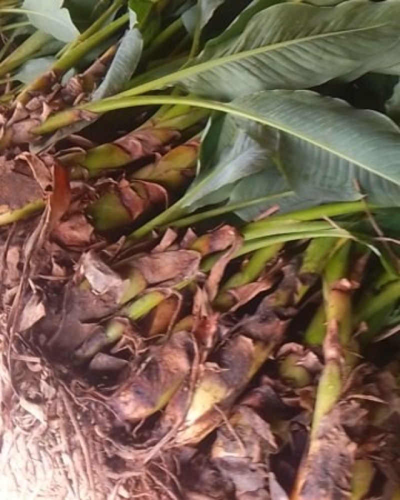 云南地涌金莲花卉盆景可地栽盆栽好看可盆景观花佛莲地涌金莲带根