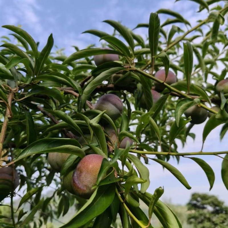 半边红电商果