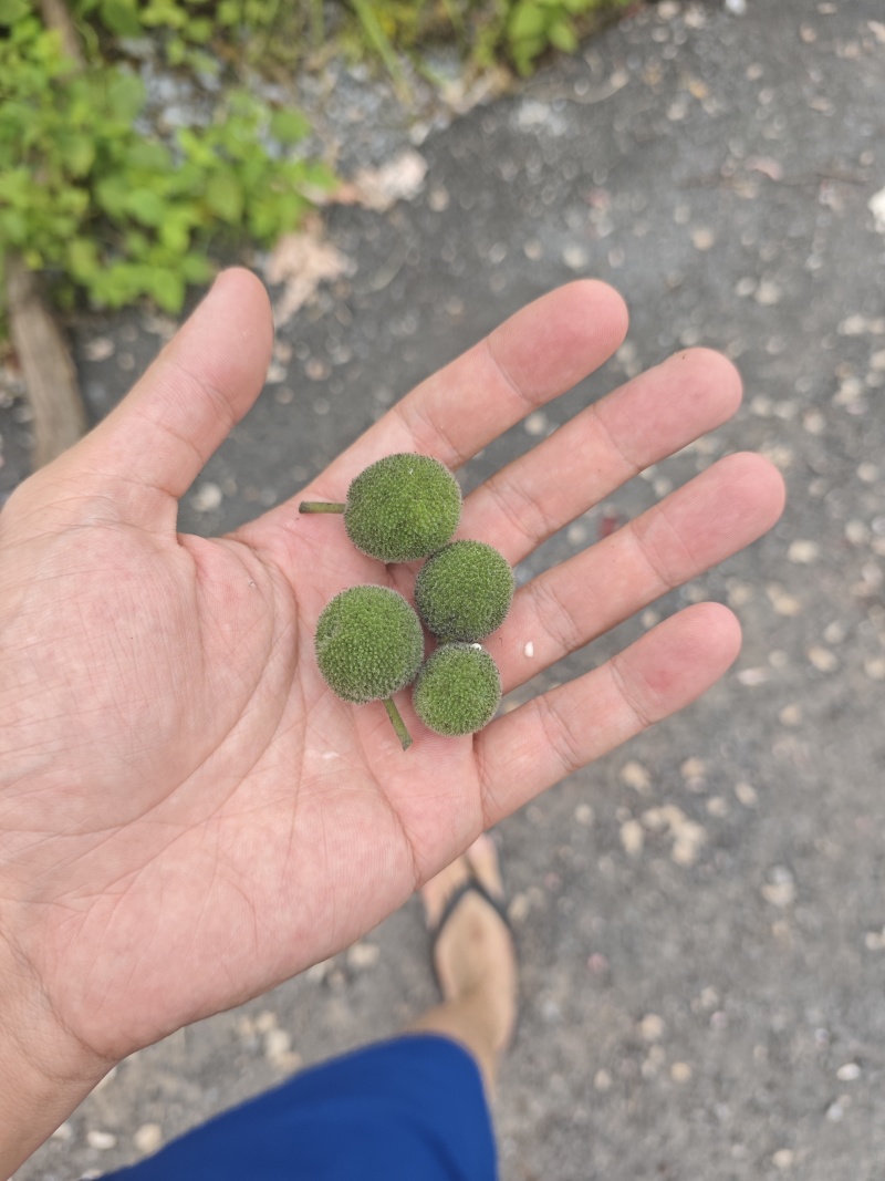 构树果