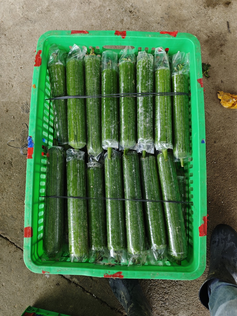 青皮丝瓜，产地直发