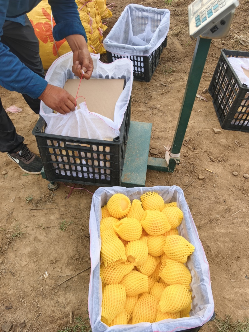 金陵黄路，口感甜，色泽量