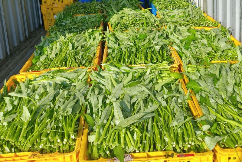 现货，柳叶空心菜，量大从优，货源稳定！