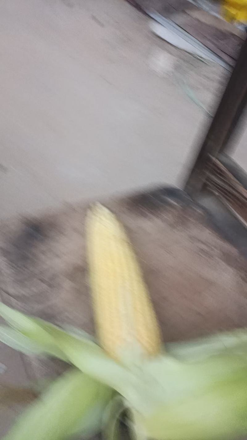黄，白，花玉米大量上市中有需要老板联系我