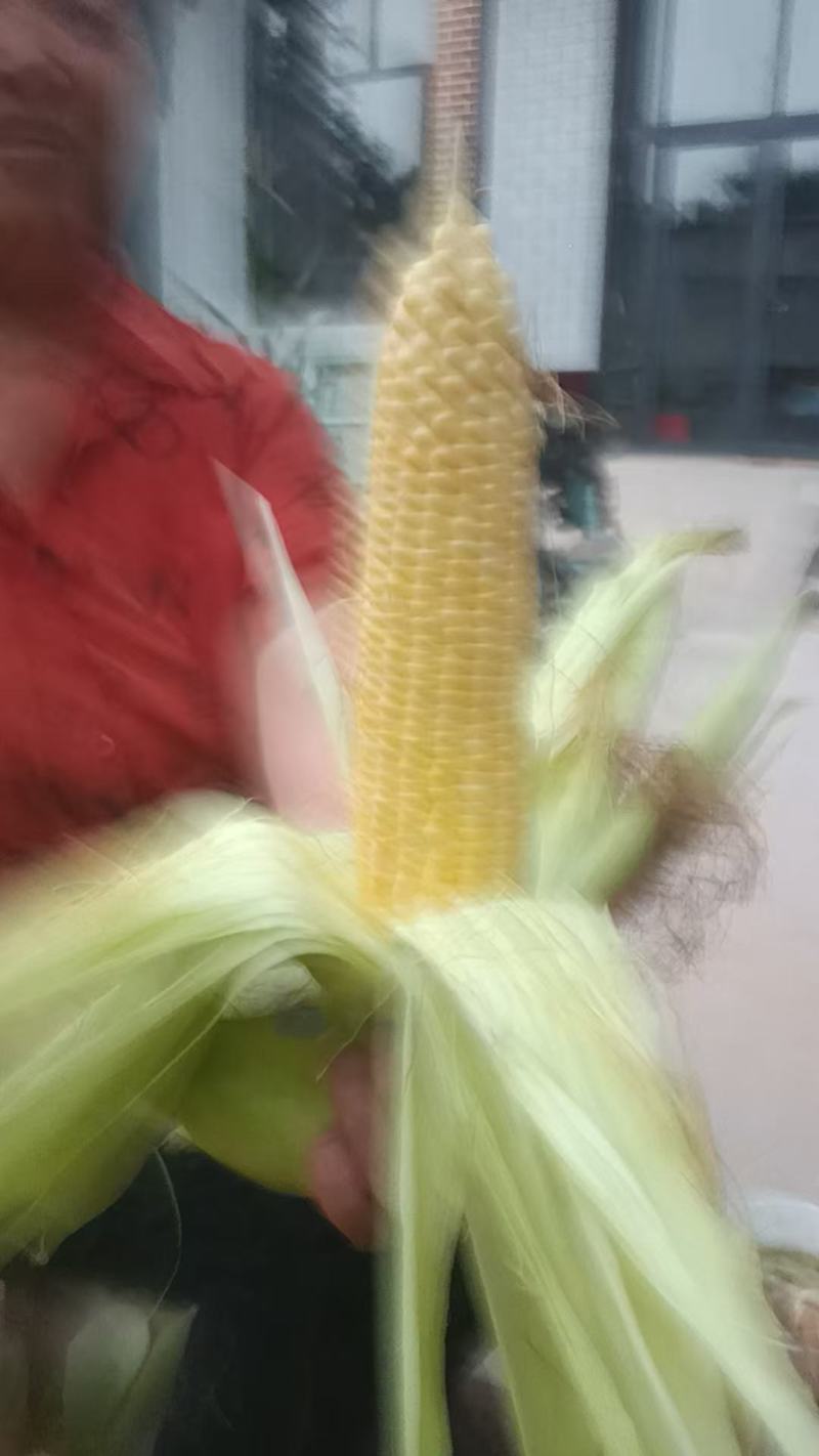 黄，白，花玉米大量上市中有需要老板联系我