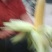 黄，白，花玉米大量上市中有需要老板联系我