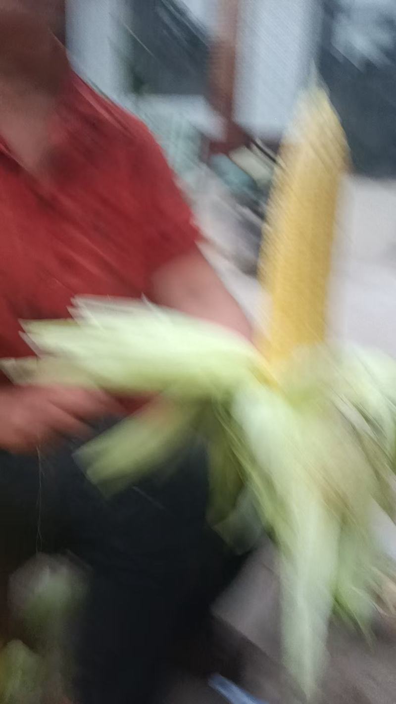 黄，白，花玉米大量上市中有需要老板联系我