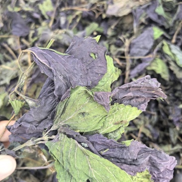 新货紫苏叶个子电商转用颜色好看可以代加工打粉