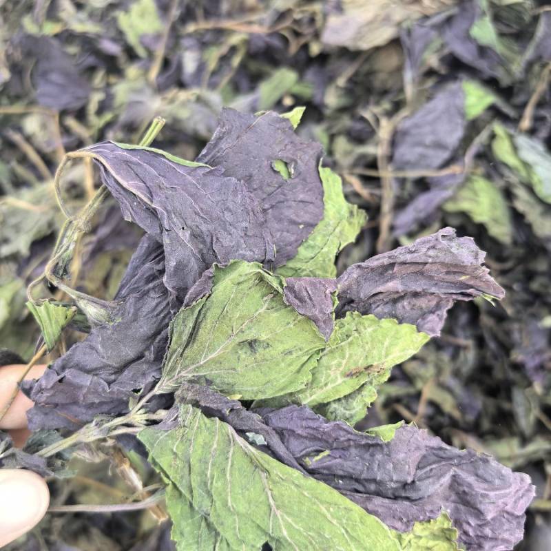 新货紫苏叶个子电商转用颜色好看可以代加工打粉
