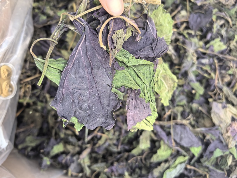新货紫苏叶个子电商转用颜色好看可以代加工打粉