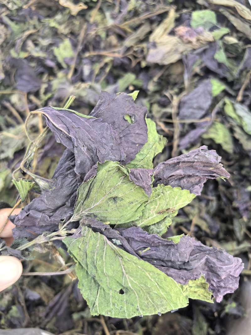 新货紫苏叶个子电商转用颜色好看可以代加工打粉