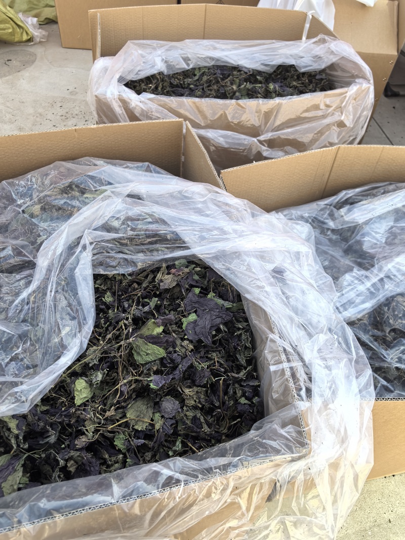 新货紫苏叶个子电商转用颜色好看可以代加工打粉