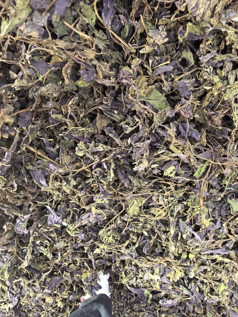 新货紫苏叶个子电商转用颜色好看可以代加工打粉