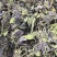 新货紫苏叶个子电商转用颜色好看可以代加工打粉