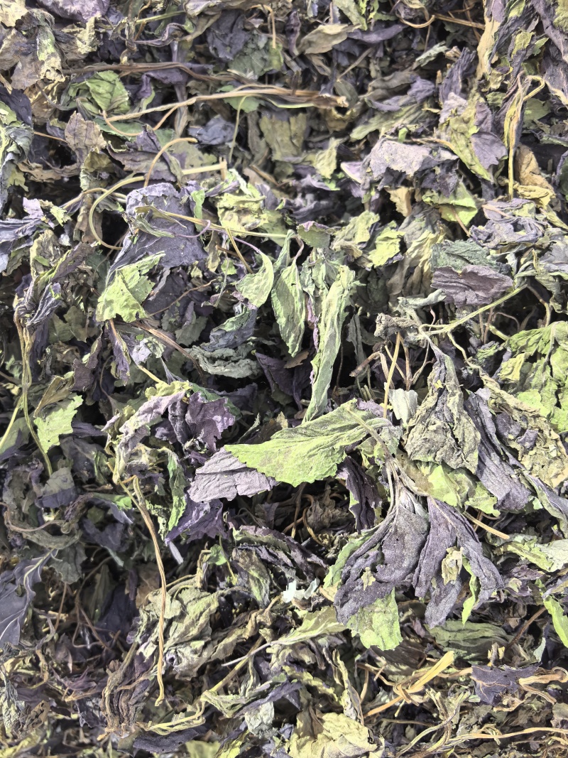 新货紫苏叶个子电商转用颜色好看可以代加工打粉