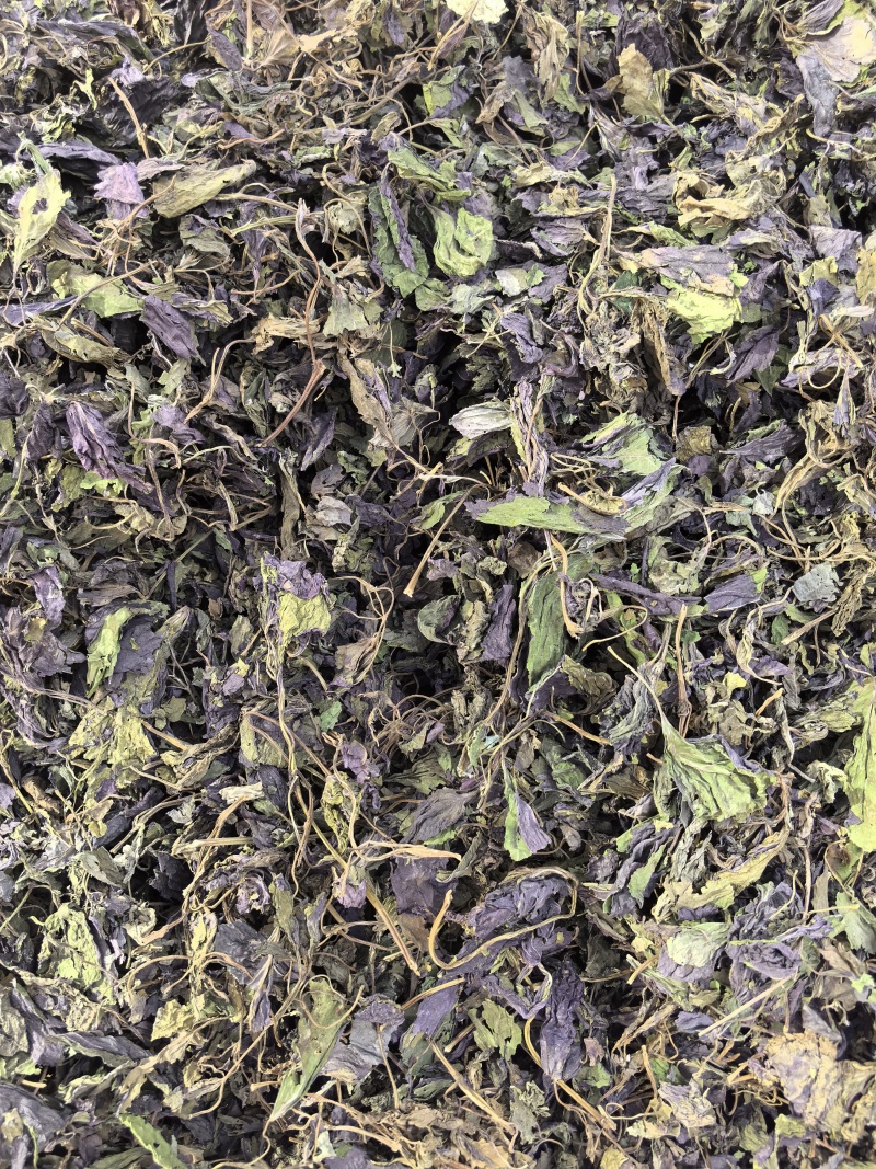 新货紫苏叶个子电商转用颜色好看可以代加工打粉