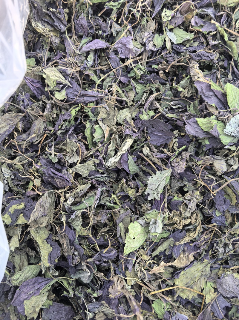新货紫苏叶个子电商转用颜色好看可以代加工打粉