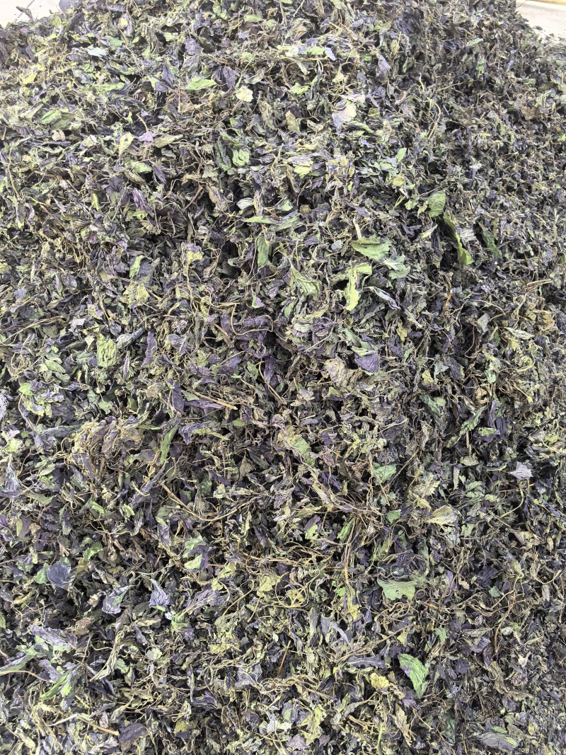 新货紫苏叶个子电商转用颜色好看可以代加工打粉