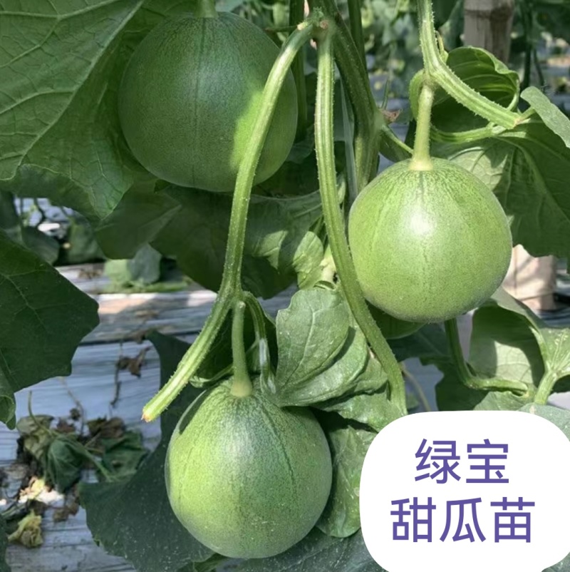 绿宝甜瓜苗耐热早熟高产，糖度高嫁接苗场直发品质保证