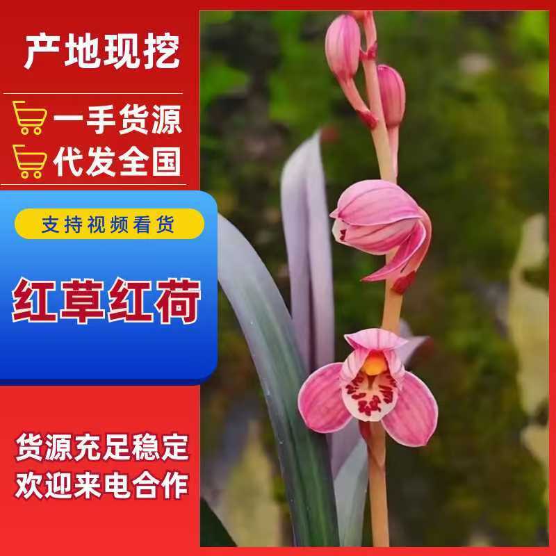 红草