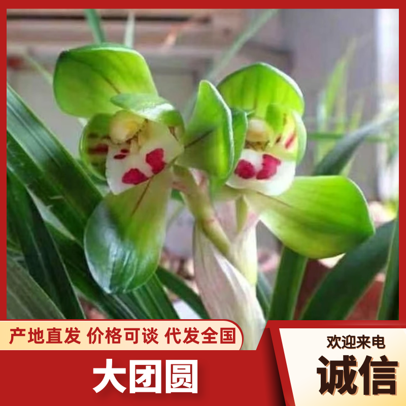 大团圆兰花春兰包指导漂亮好养好打理品质保障欢迎咨询