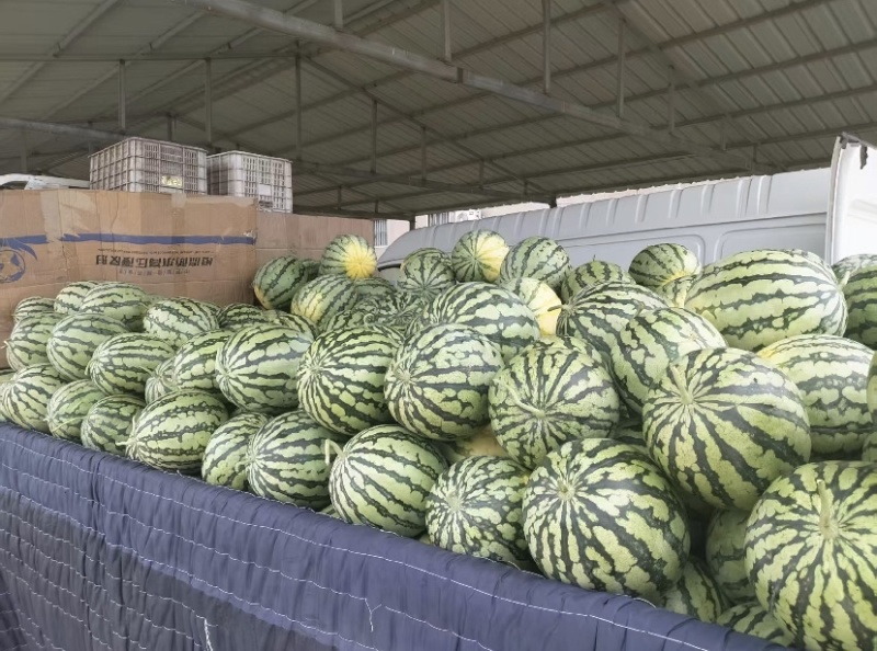 美都西瓜大棚货按需包装价格美丽欢迎联系