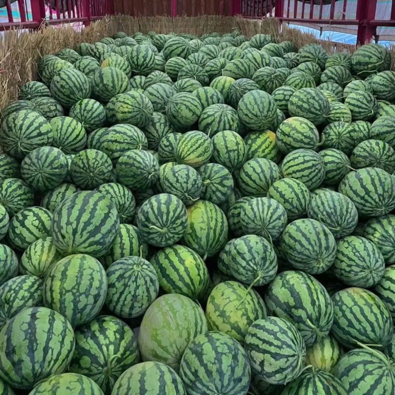麒麟西瓜台农种植价格可以谈量大优惠欢迎咨询