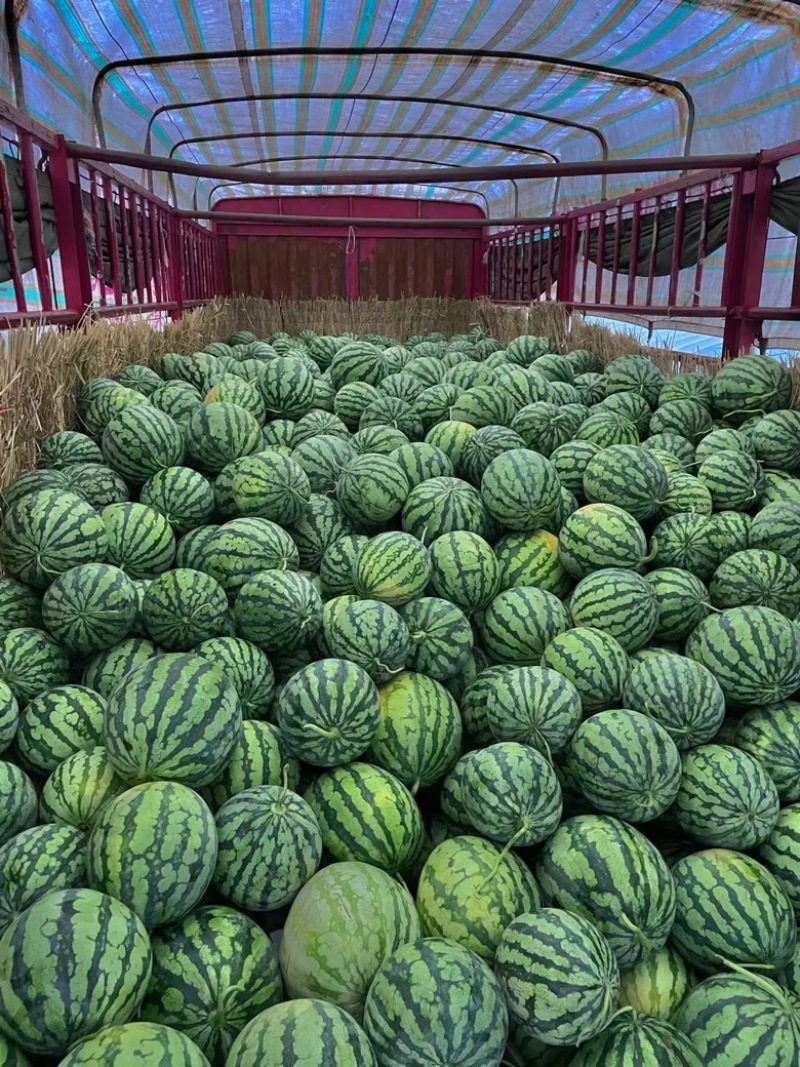 麒麟西瓜台农种植价格可以谈量大优惠欢迎咨询