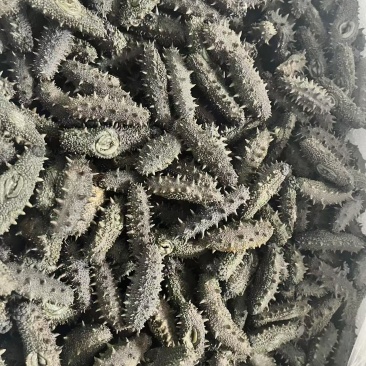 大连海参批发各种规格