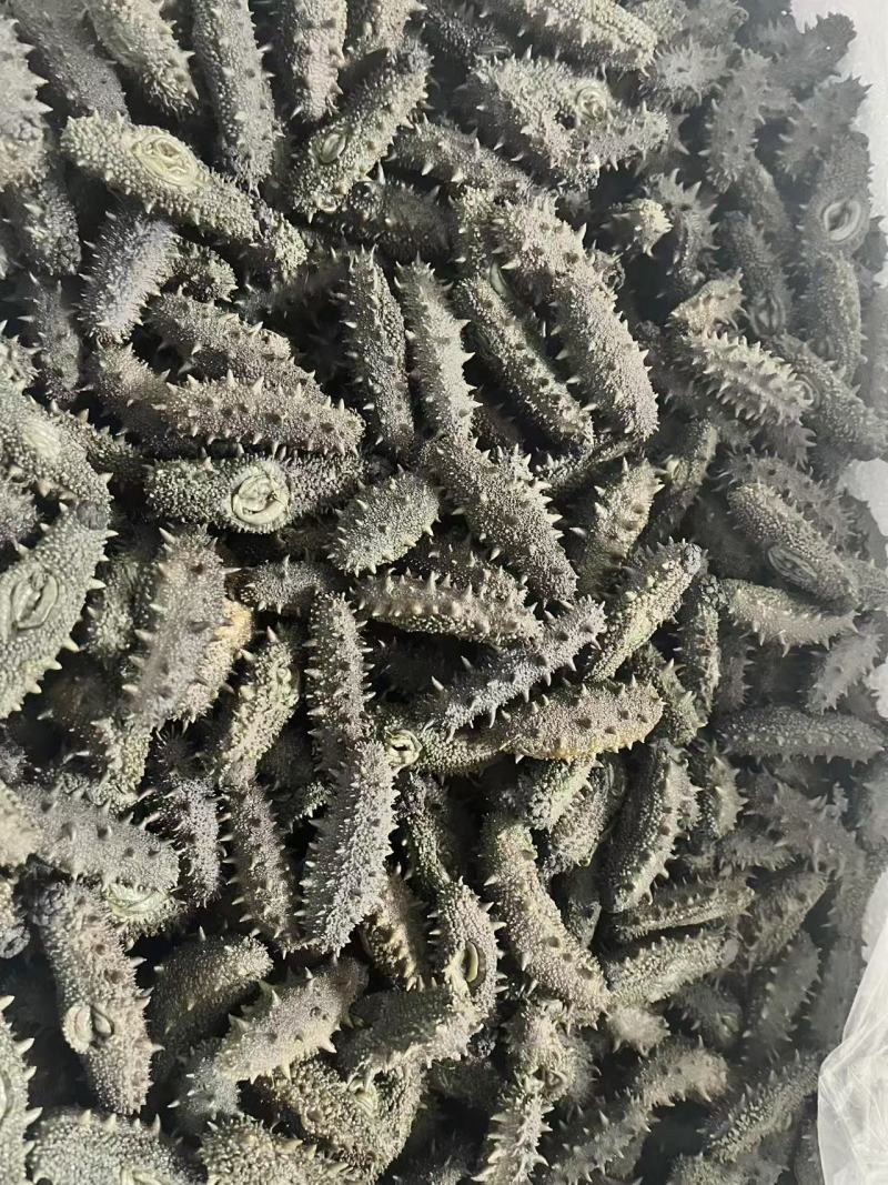 大连海参批发各种规格
