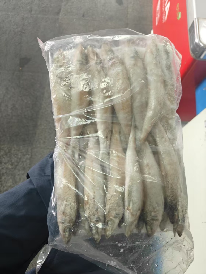 沙丁鱼