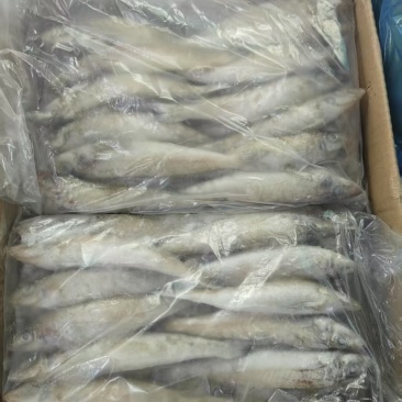 沙丁鱼