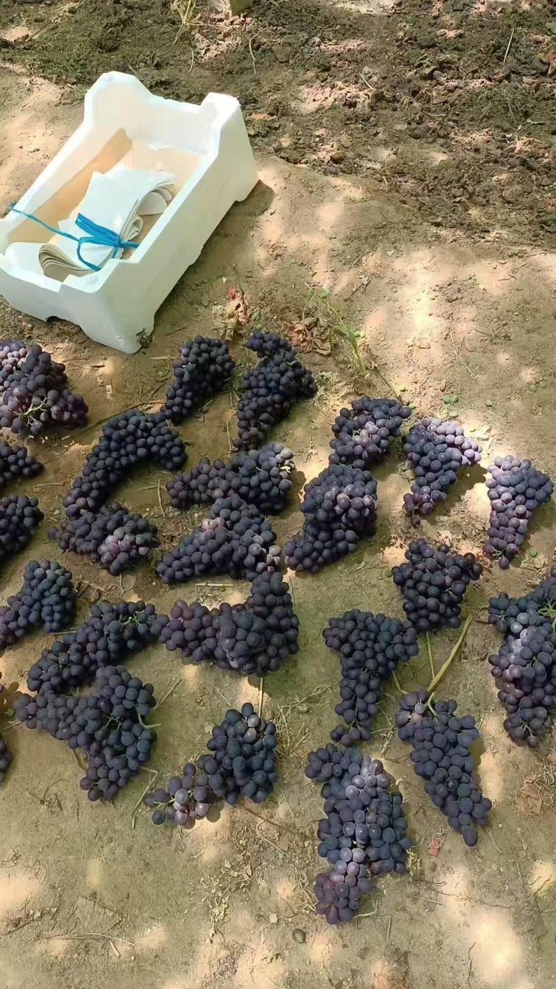 玫瑰香葡萄河北葡萄大量现货，规格齐全，价格可谈欢迎电联
