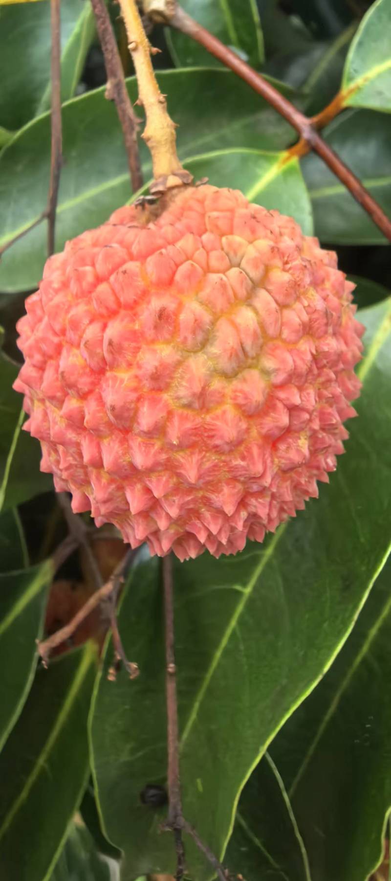 增城荔枝1000斤