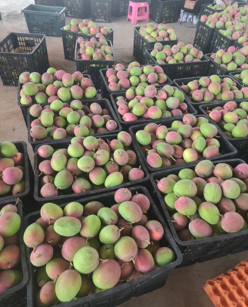 云南精品大金煌贵妃各种芒果