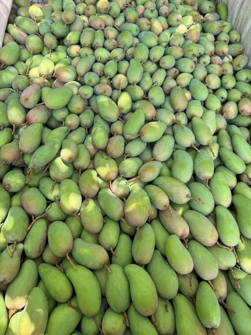 云南精品大金煌贵妃各种芒果