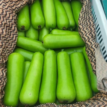 精品胡瓜