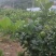 广东香水柠檬，